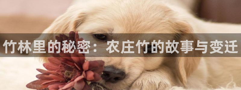 摩根娱乐宝代理