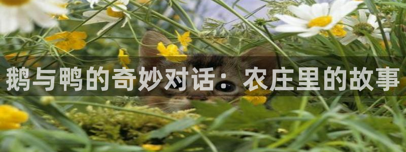 摩根 娱乐宝骗了我