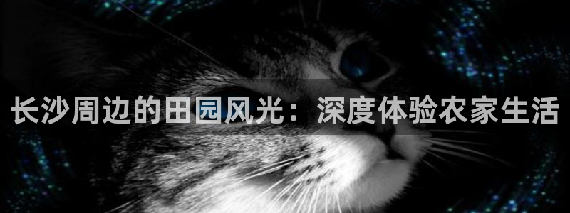 摩根士丹利娱乐