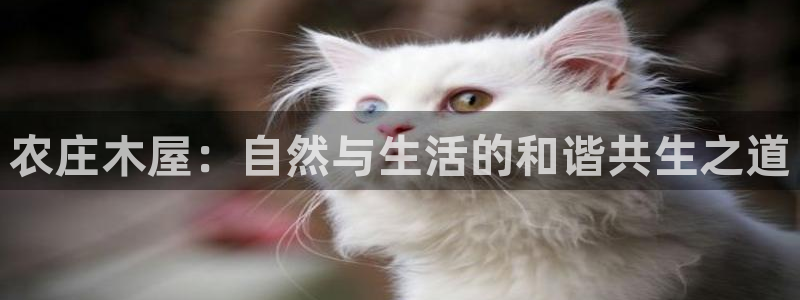 摩根娱乐dj