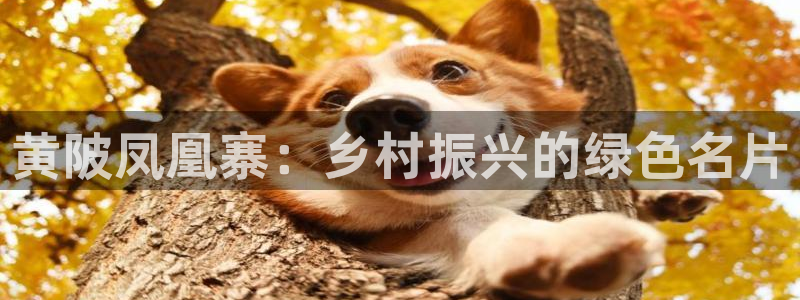 摩根娱乐50186选择