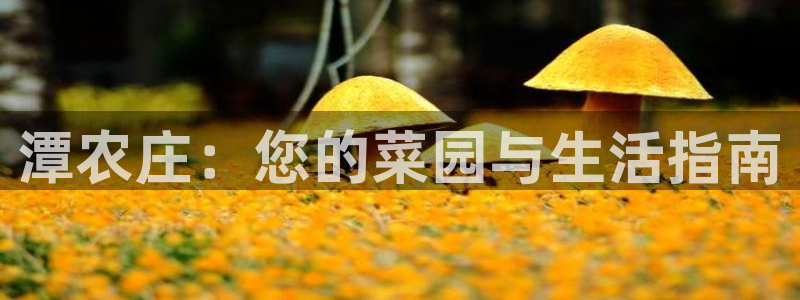 摩根娱乐L老L板50820