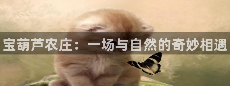 摩根娱乐宝微交易