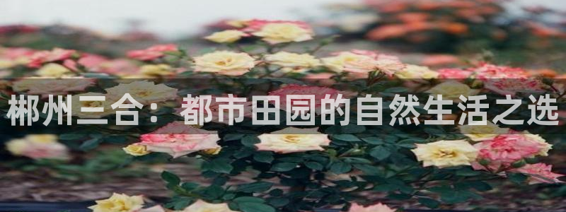 漳州摩根会娱乐