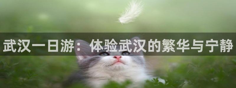 摩根娱乐宝骗局